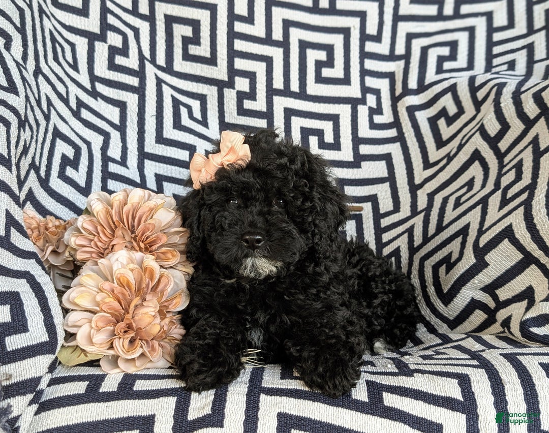 Cavapoo dogs for sale: Sophie 10 lbs Full Grown - Ad 5