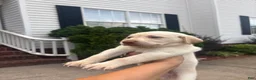 Labrador Retriever dogs for sale: Labrador Retriever 4 - Ad 4