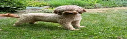 Mini Goldendoodle dogs for sale: Brooke - Ad 4