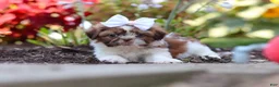 Shih Tzu dogs for sale: Juniper - Ad 7