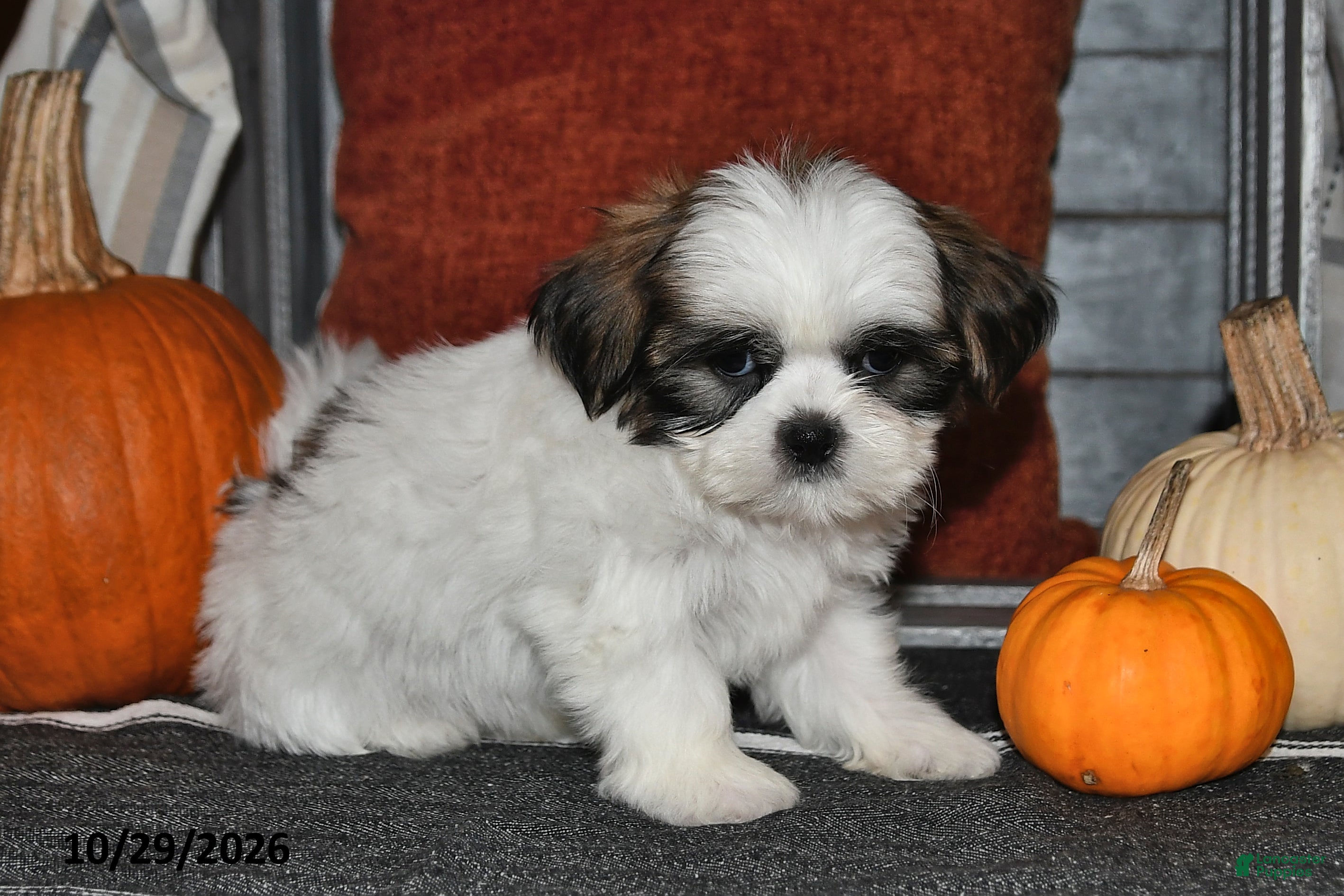Shih Tzu dogs for sale: Zander - Ad 2