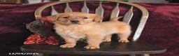 Golden Retriever dogs for sale: Monica Joy - Ad 2