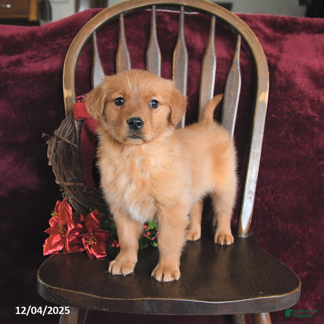 Golden Retriever dogs for sale: Monica Joy - Ad 2