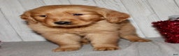 Golden Retriever dogs for sale: Piper - Ad 5