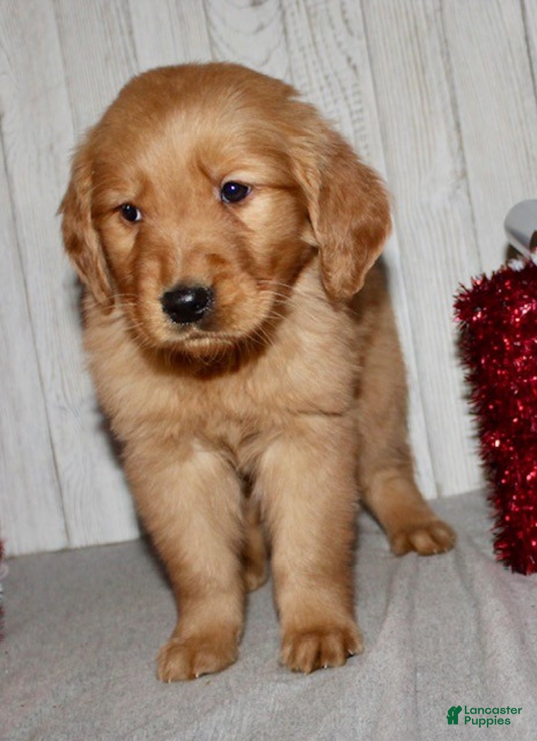 Golden Retriever dogs for sale: Piper - Ad 5