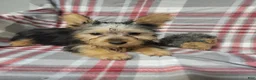Silky Terrier dogs for sale: Sally - Ad 2
