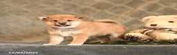 Shiba Inu dogs for sale: Tinsel - Ad 5