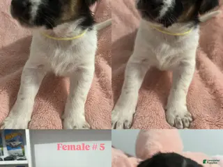 Mixed Breed dogs for sale: Mixed Breed Puppy 1 - Ad 2