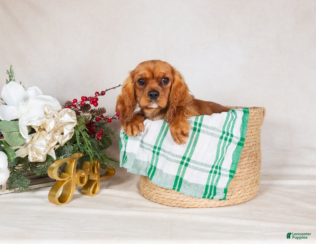 Cavalier King Charles Spaniel dogs for sale: Cavalier King Charles Spaniel Puppy 2 - Ad 1