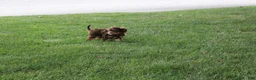Cavapoo dogs for sale: Forrest - Ad 5