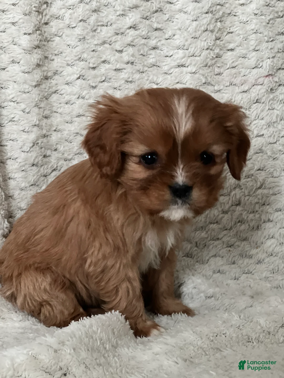 Cavalier King Charles Spaniel dogs for sale: Dinah - Ad 2