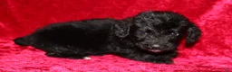 Doxiepoo dogs for sale: Doxiepoo Chase - Ad 6
