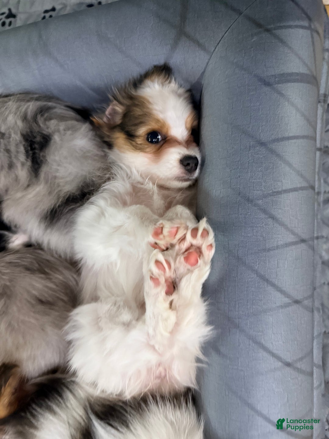 Papillon dogs for sale: Daisy  - Ad 2