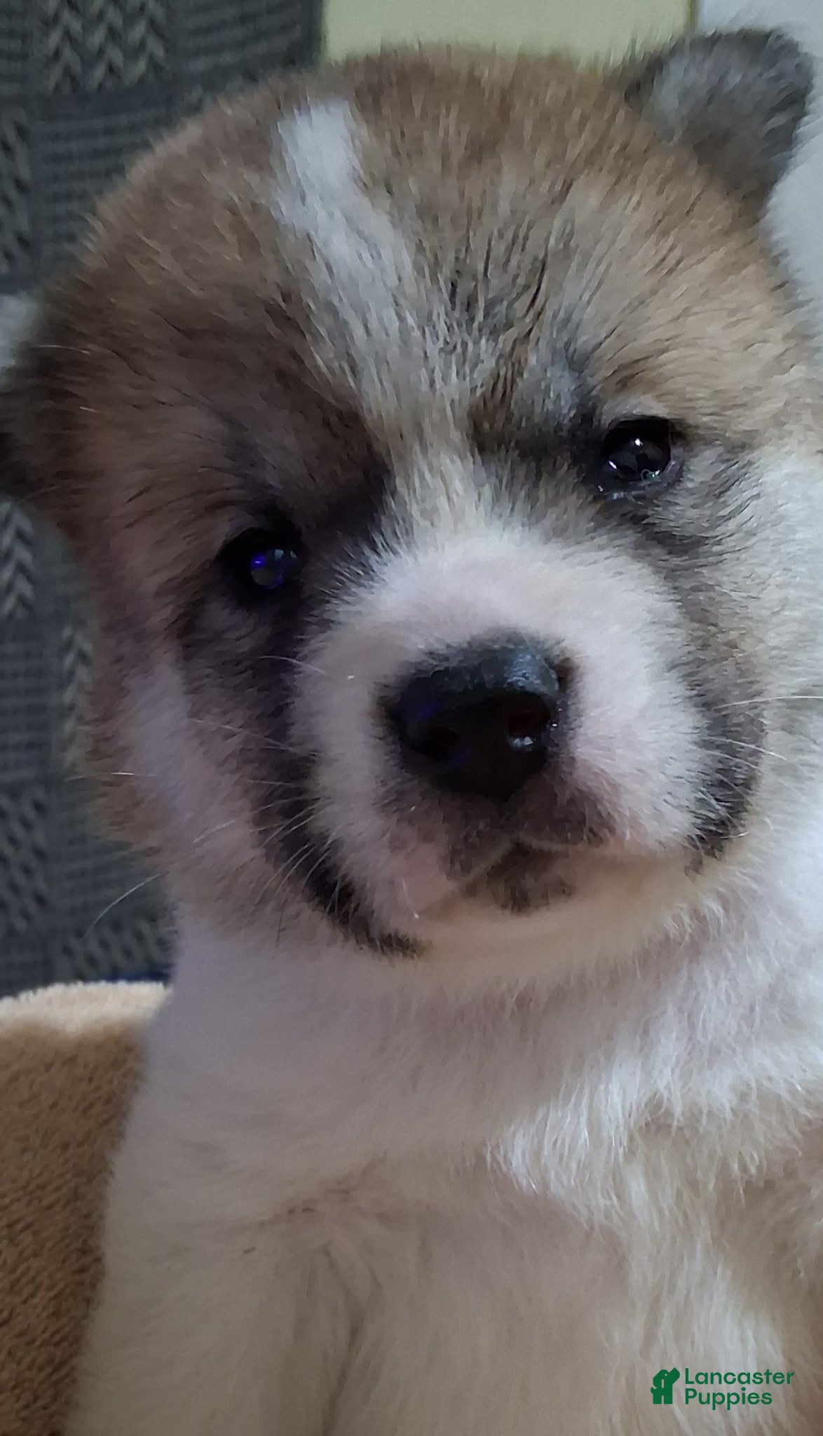 Akita dogs Willow - Ad 1