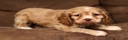 Cocker Spaniel dogs for sale: Holly - Ad 8