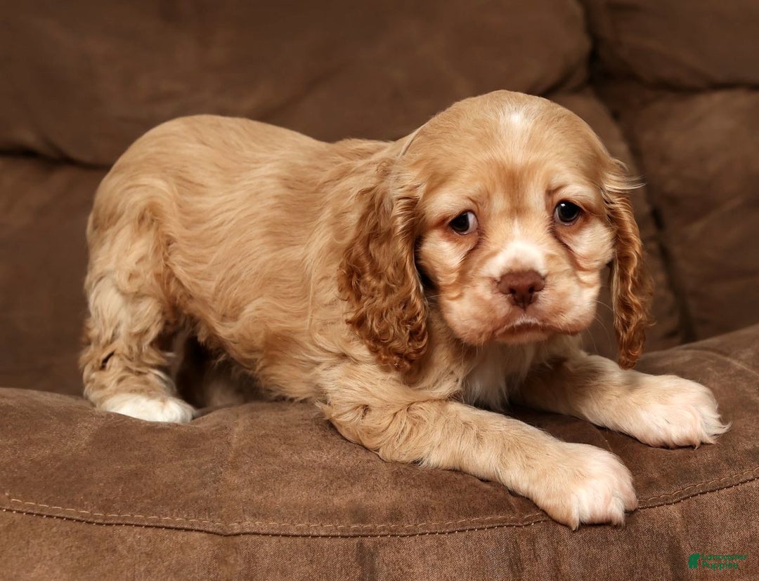 Cocker Spaniel dogs for sale: Holly - Ad 8