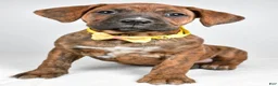 Boxer dogs for sale: Rusty Boxer mix - Ad 6
