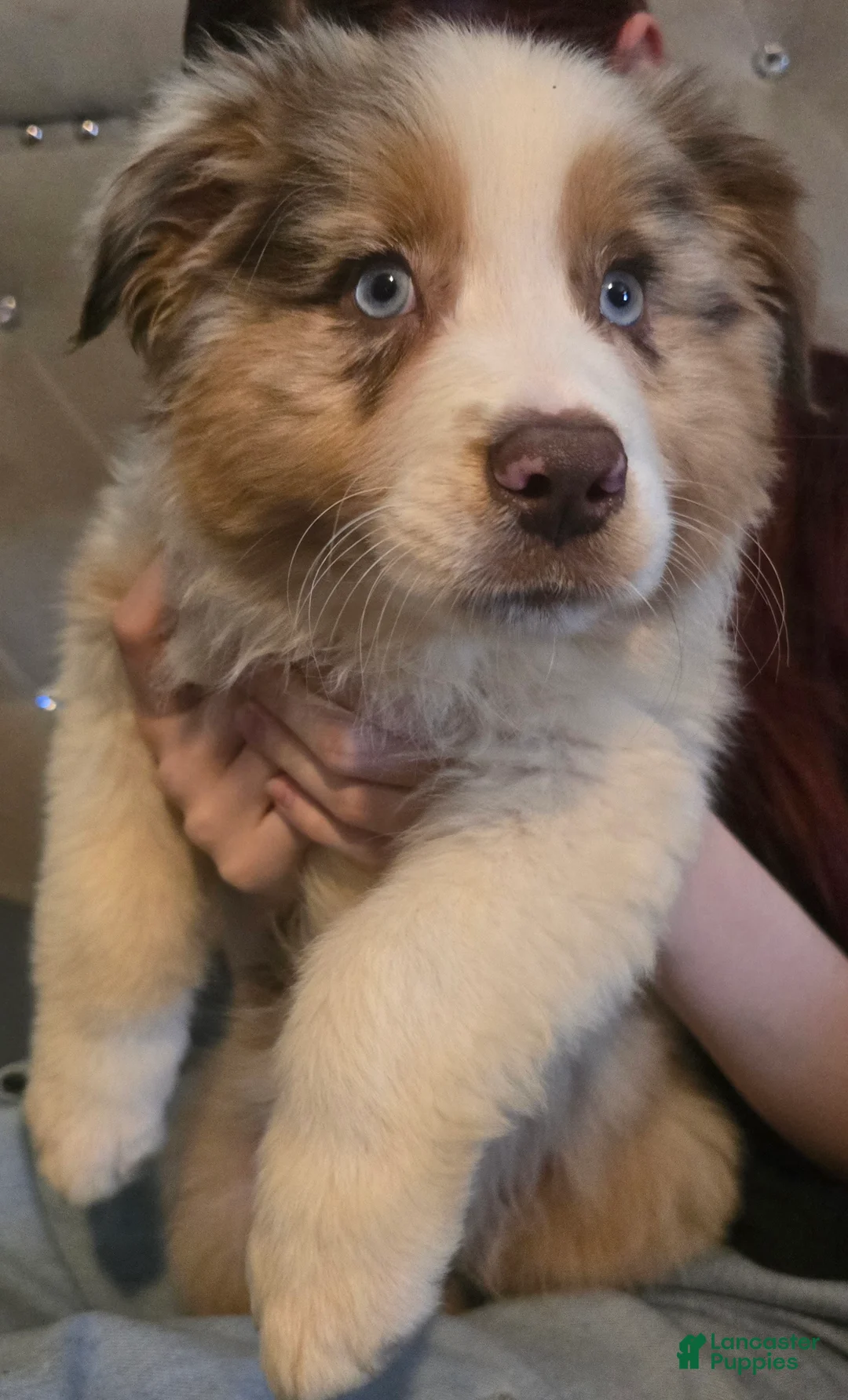 Australian Shepherd dogs for sale: Male 4 - Ad 2