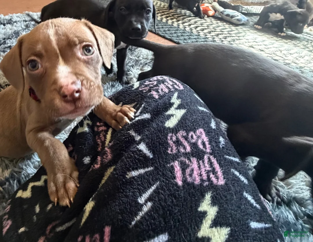 Mixed Breed dogs for sale: Mixed Breed Puppy 1 - Ad 1