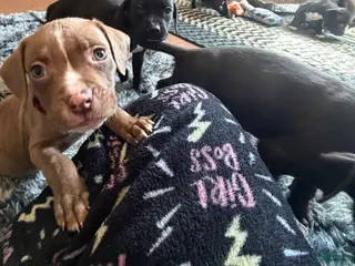 Mixed Breed dogs Mixed Breed Puppy 1 - Ad 31