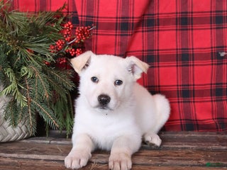 German Shepherd dogs Snowball - Ad 17