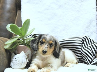 Miniature Dachshund dogs - Ad 10