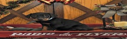 Doberman Pinscher dogs for sale: Murray - Ad 1