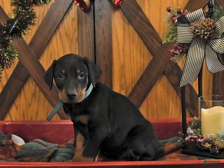 Doberman Pinscher dogs Murray - Ad 19