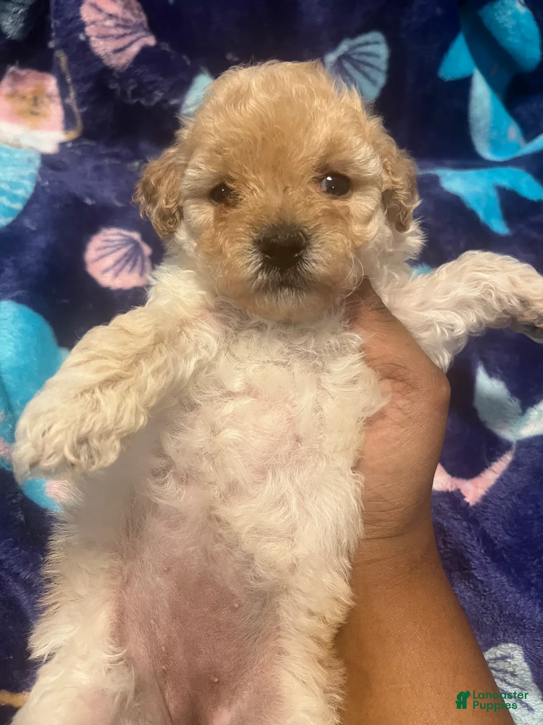 Toy Poodle dogs for sale: Dior - Ad 2