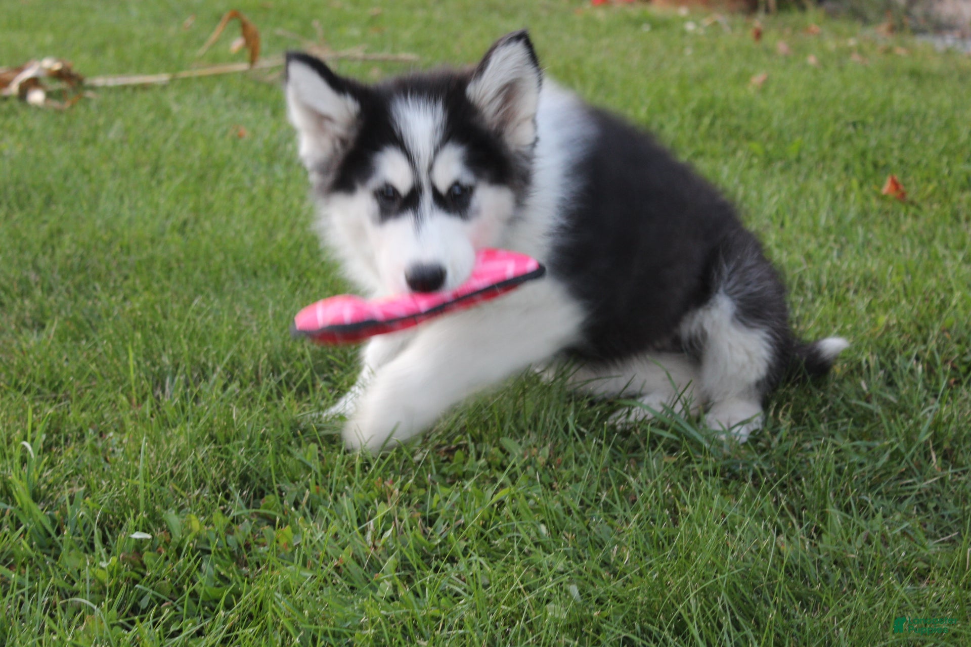 Alaskan Malamute dogs Cascade - Ad 2