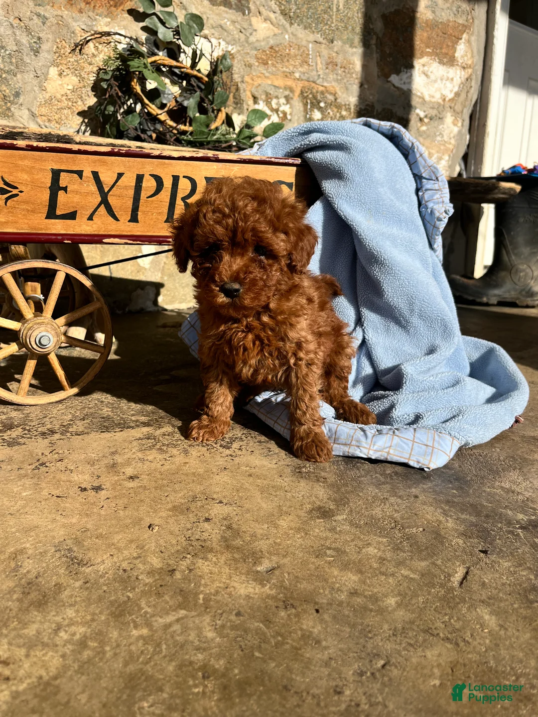 Toy Poodle dogs for sale: Little Doughnut❤️🐾AKC 7/8 pound❤️Call or text 717-940-9223 - Ad 6