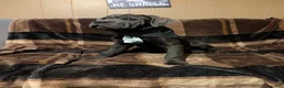 Cane Corso dogs for sale: Black aka George - Ad 3