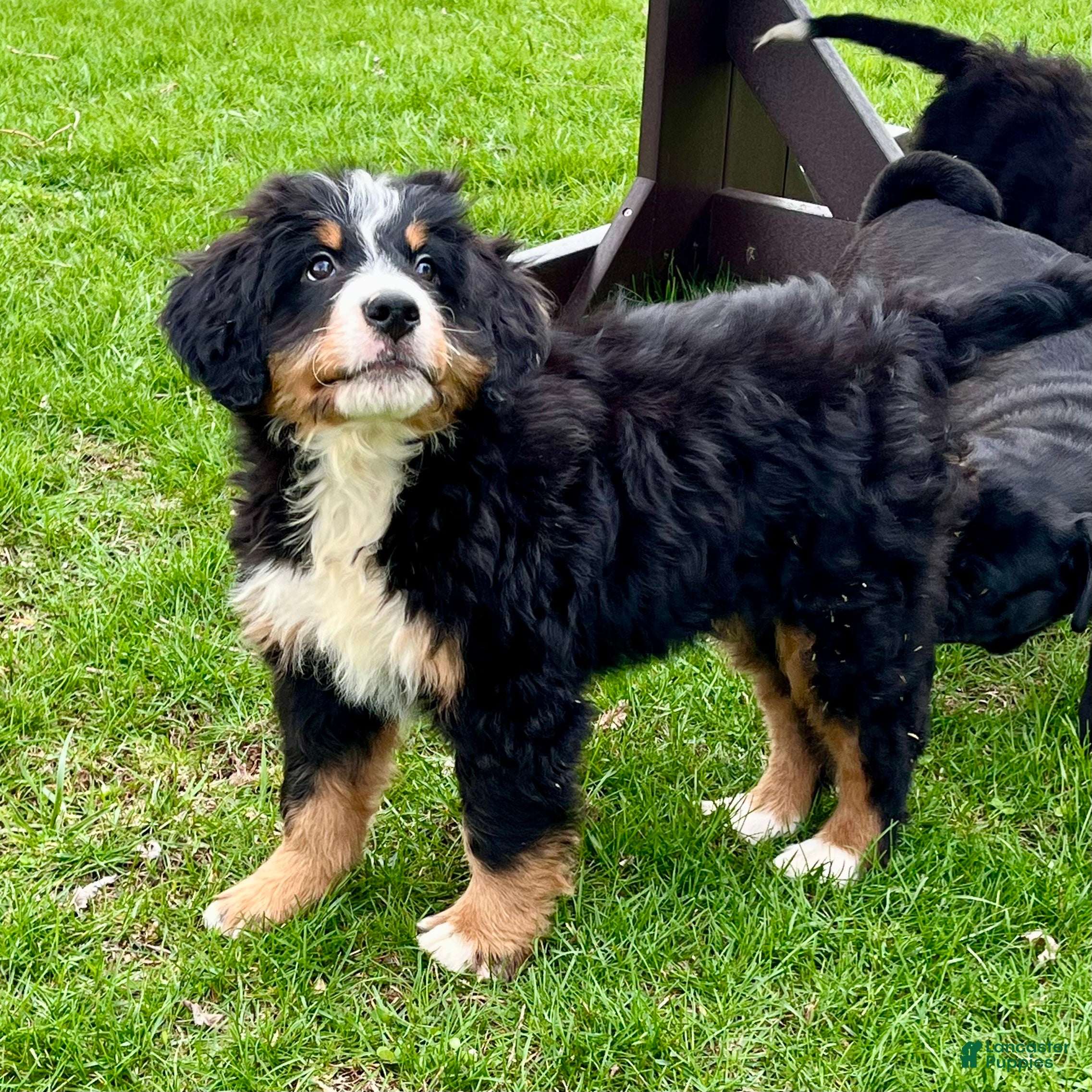 Bernedoodle dogs Sampson - Ad 2