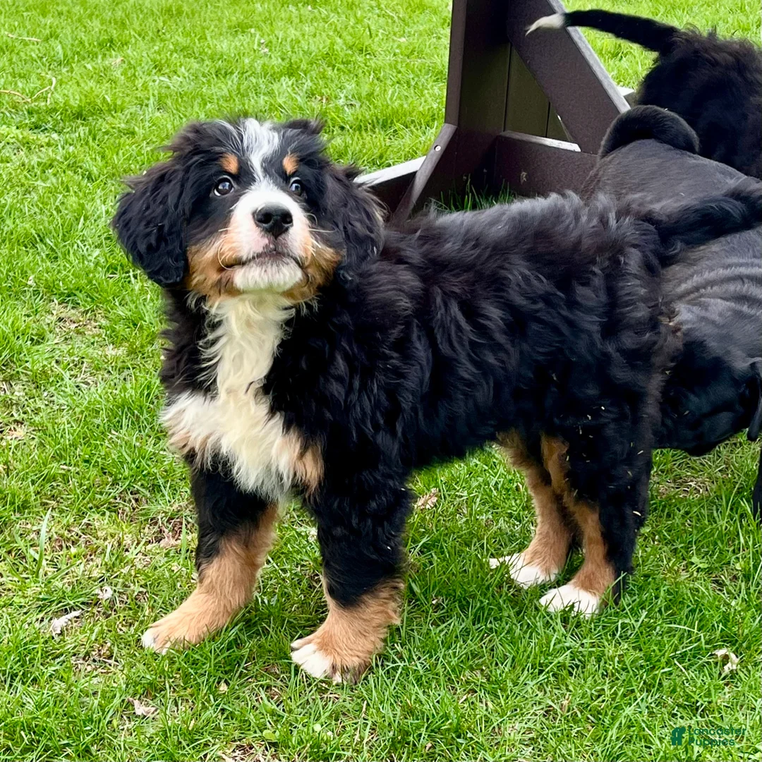 Bernedoodle dogs for sale: Sampson - Ad 2