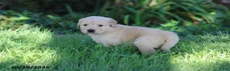 Golden Retriever dogs for sale: Boots - Ad 4