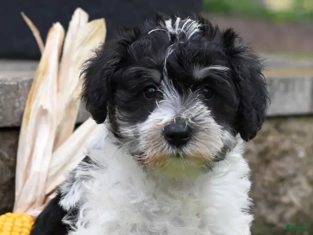 Miniature Schnauzer dogs Dodger - Ad 1