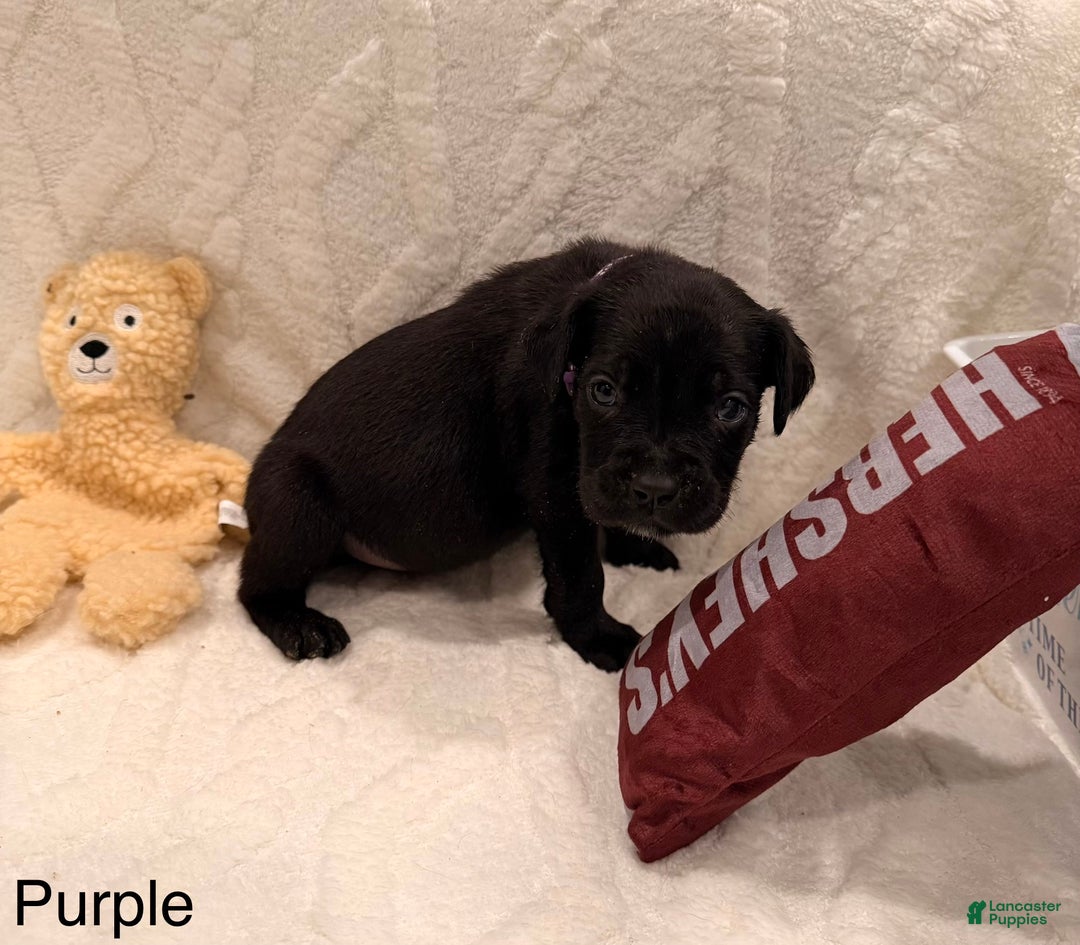 Cane Corso dogs for sale: Kaos (Purple) - Ad 4