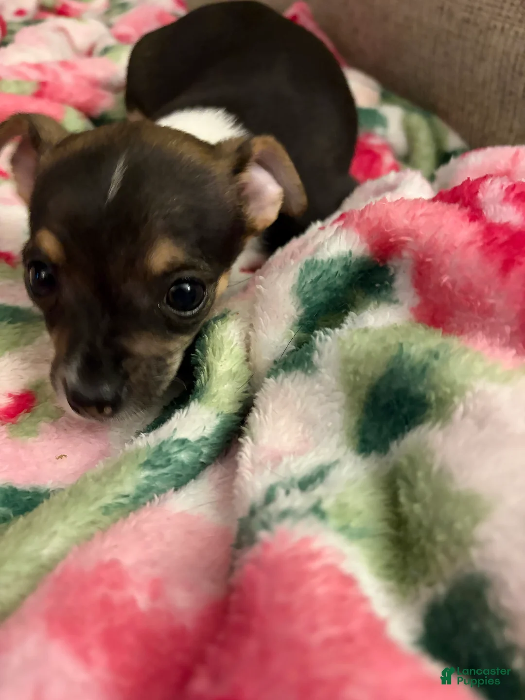 Chihuahua dogs for sale: Chihuahua Puppy 1 - Ad 1