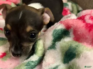 Chihuahua dogs Chihuahua Puppy 1 - Ad 40