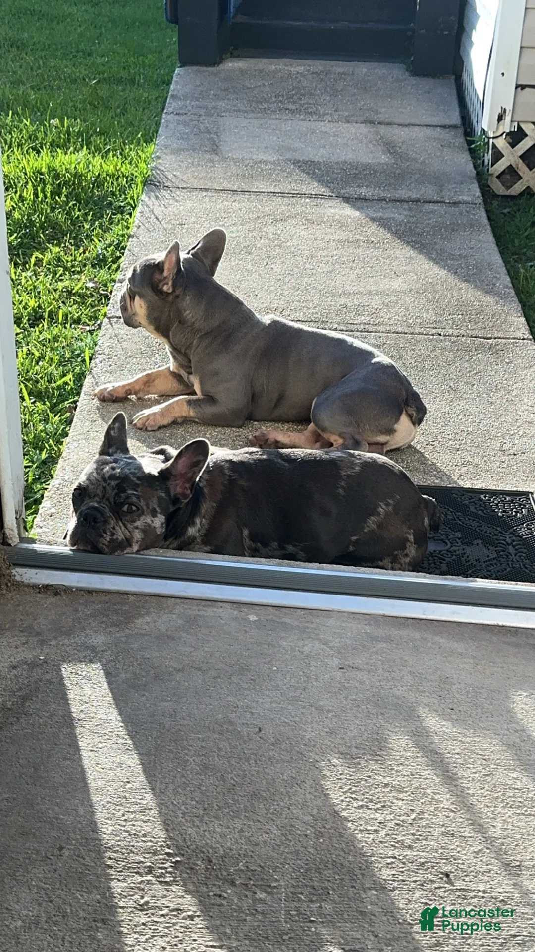 French Bulldog dogs for sale: French Bulldog Puppy 3 - Ad 1