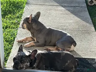 French Bulldog dogs French Bulldog Puppy 3 - Ad 25