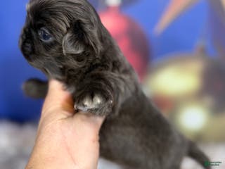 Pekingese dogs Akc DNA OFA Blue boots - Ad 4