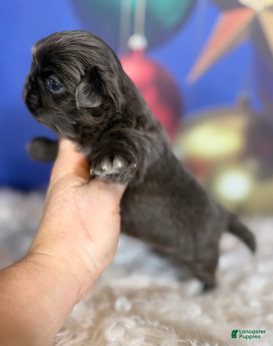 Pekingese dogs for sale: Akc DNA OFA Blue boots  - Ad 2