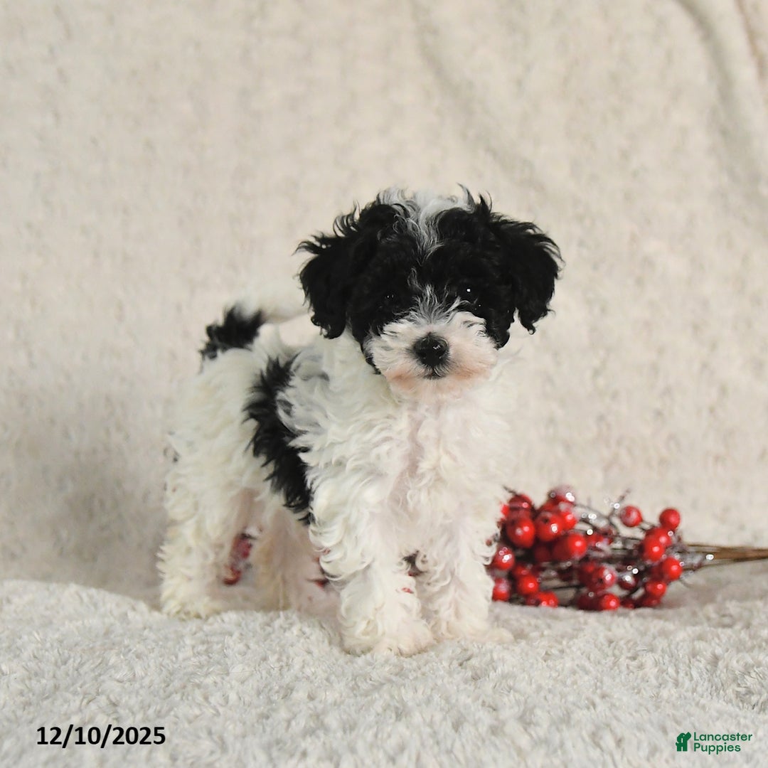 Yorkiepoo dogs for sale: Sally - Ad 2