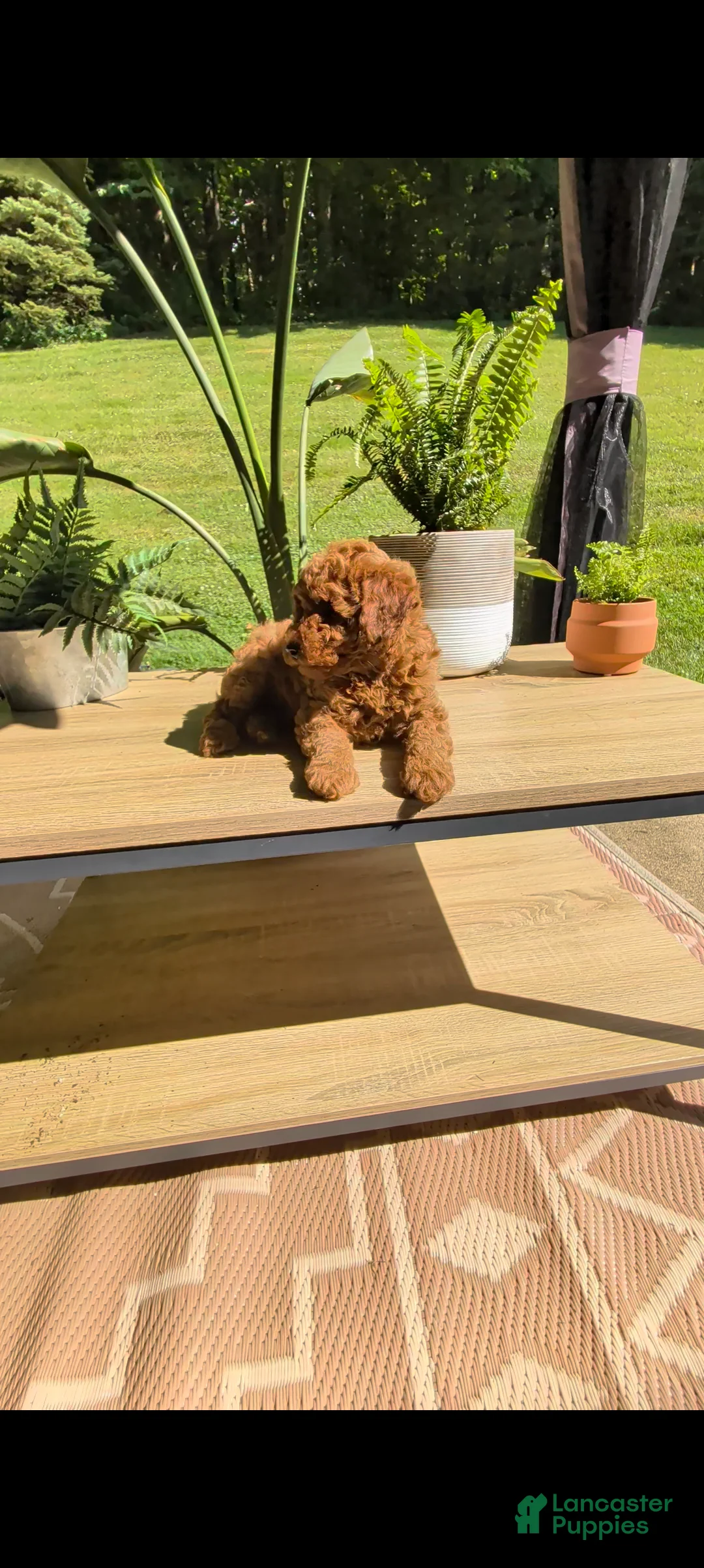 Miniature Poodle dogs for sale: Biscuit  - Ad 2