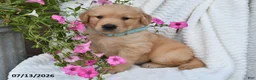 Golden Retriever dogs for sale: Coby - Ad 3