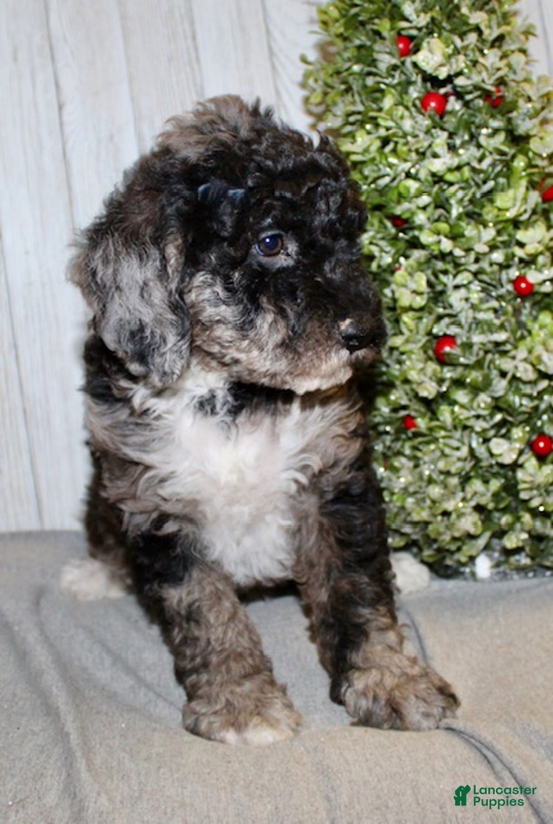 Mixed Breed dogs for sale: Dustin - Ad 4