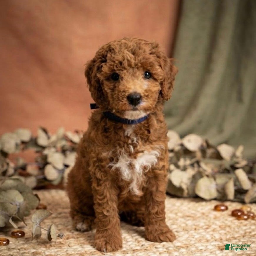 Mini Goldendoodle dogs Toffee - Ad 1