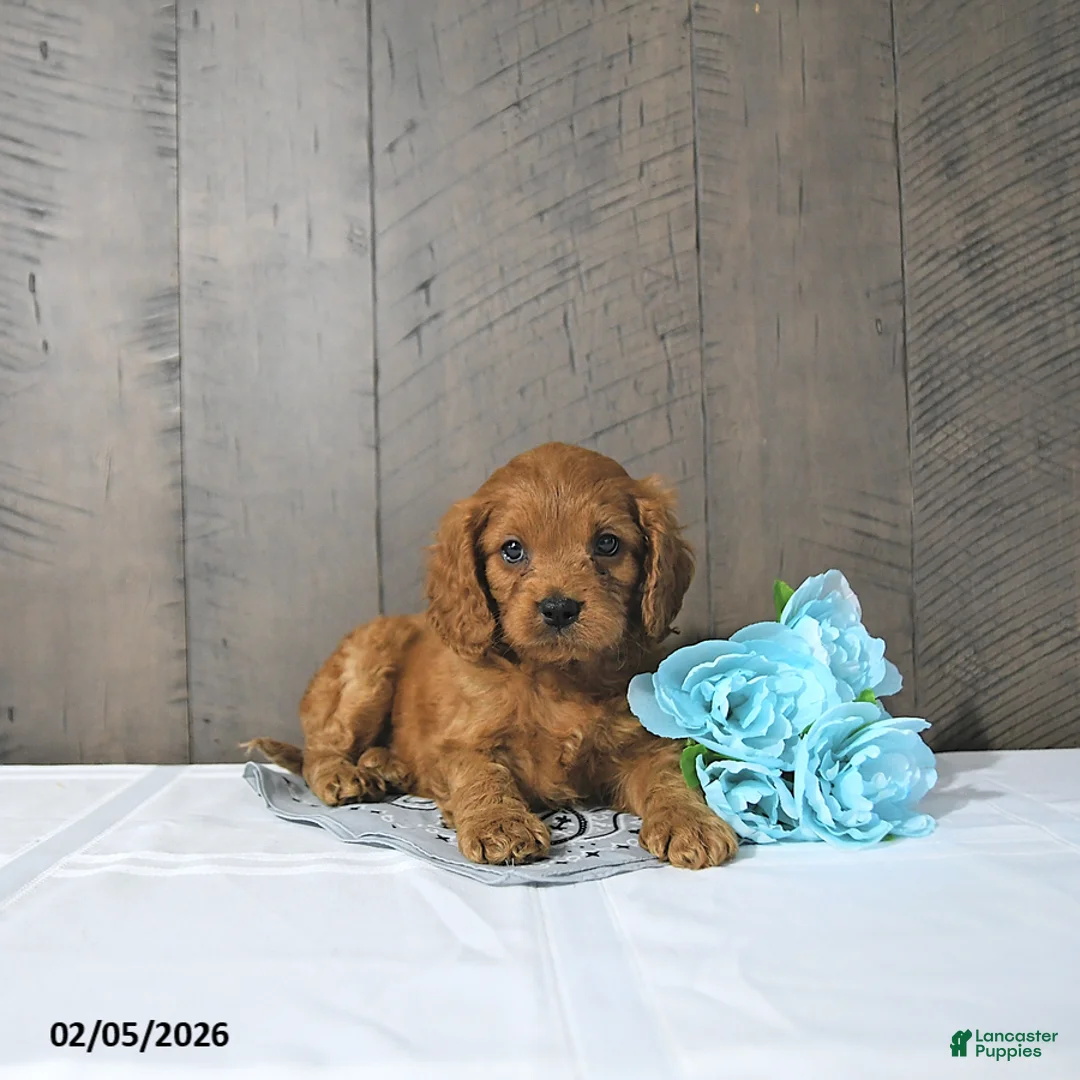 Cavapoo dogs for sale: Felix - Ad 5