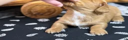 Miniature Dachshund dogs for sale: Dark cream  - Ad 29